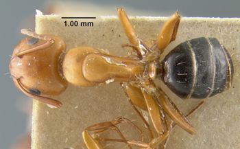 Media type: image;   Entomology 21527 Aspect: habitus dorsal view